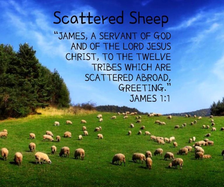 Scattered Sheep - Embrace Church Forest | Embrace Church Forest